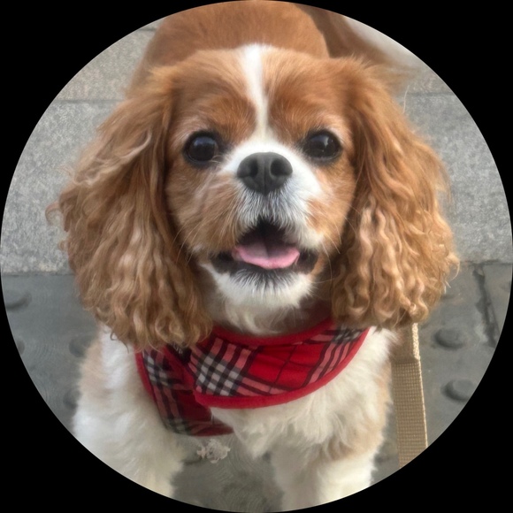 shandymcduff